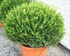 thamnoi buxus. sm